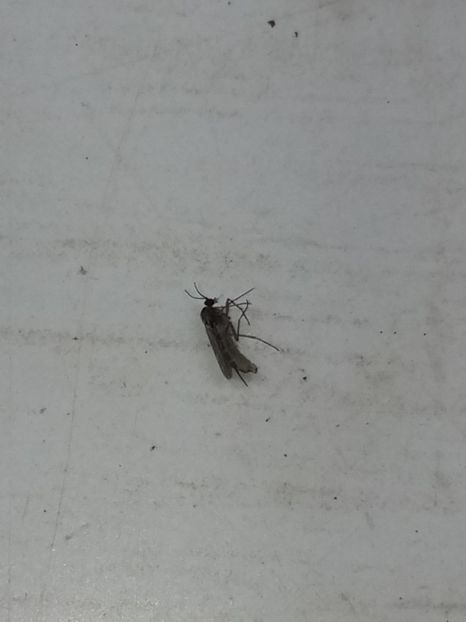  - Ce insectă mai e și asta?