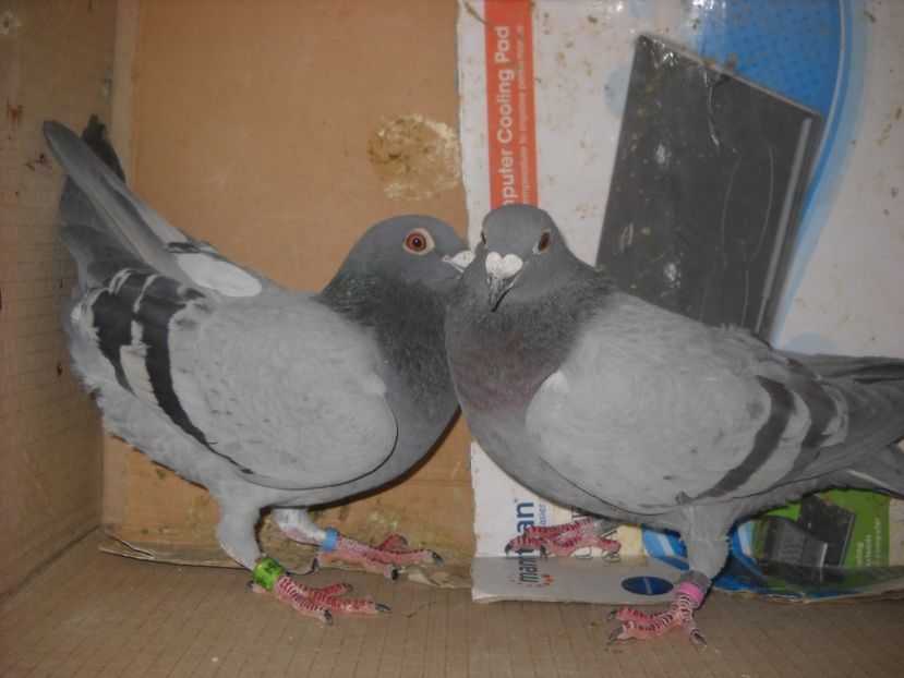  - UNDEVA IN SUCEAVA arhiva