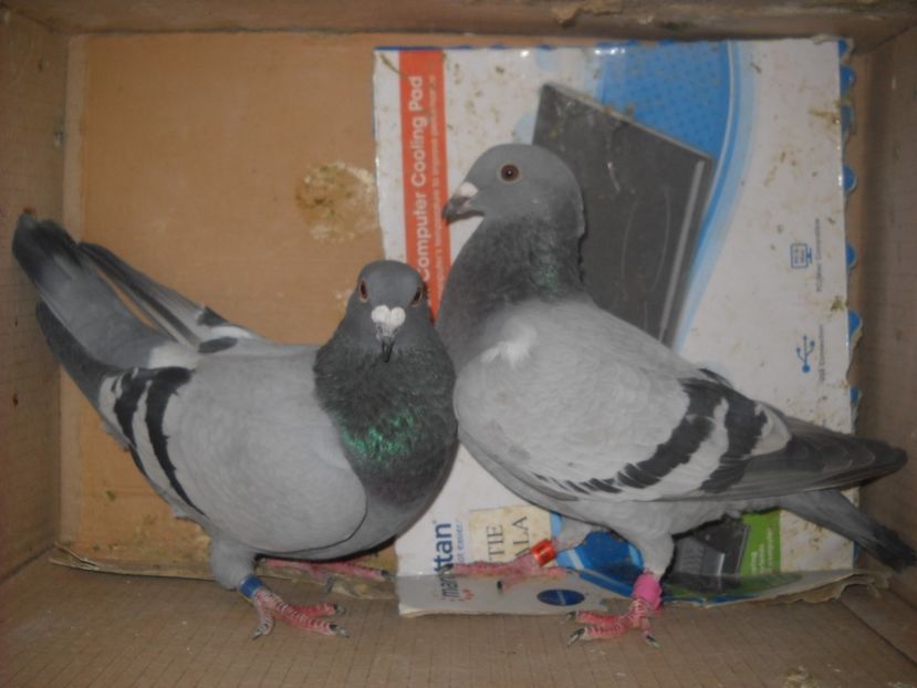  - UNDEVA IN SUCEAVA arhiva