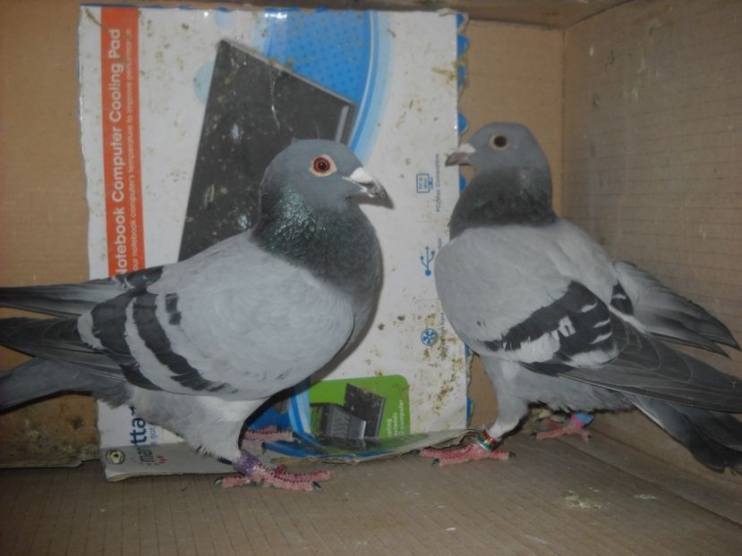  - UNDEVA IN SUCEAVA arhiva