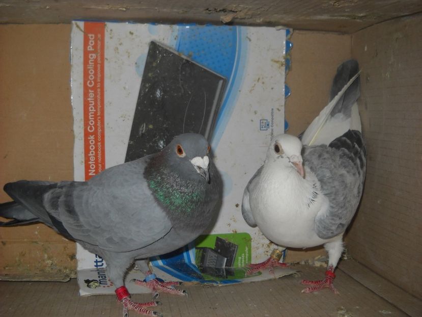 M.RO.2017 F.RO.2017 VOIAJORI DE CULOARE. - PORUMBEI VANDUTI