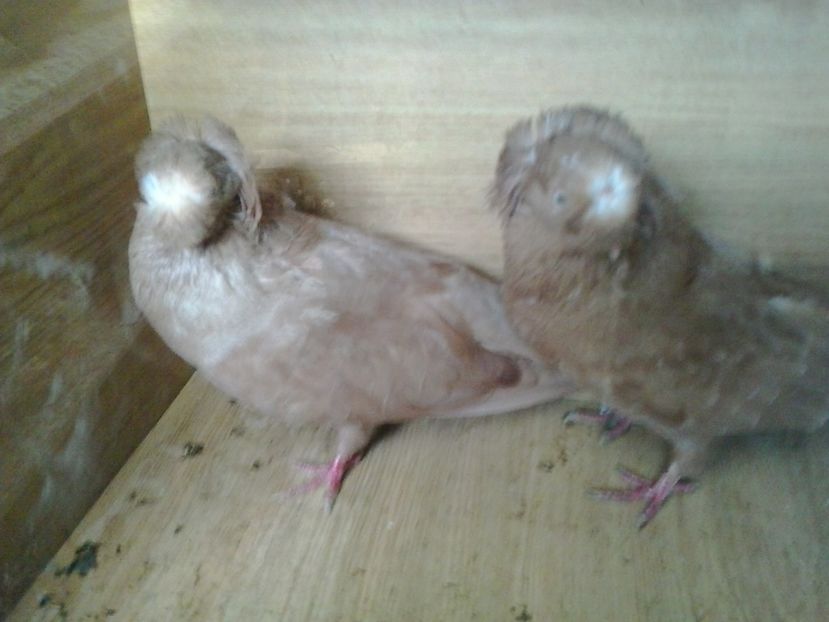 2016-11-22 13.52.08 - contact 0749250543