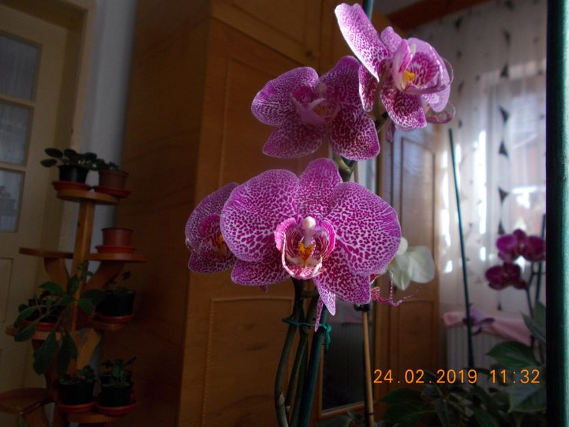  - Orhidee
