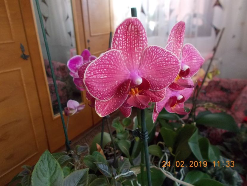  - Orhidee
