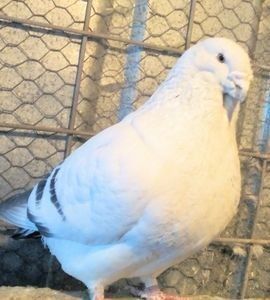 111980791_XTLDGCI3 - - A - CRESCATOR POLIVALENT