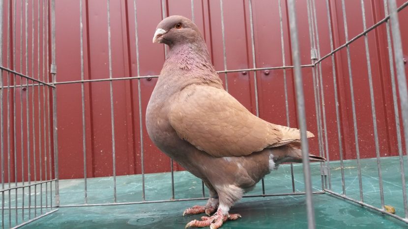 0-1 2018 - matca 2019