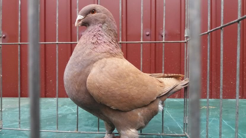 0-1 2018 - matca 2019