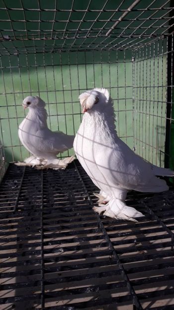  - jucatori de botosani