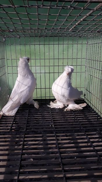  - jucatori de botosani