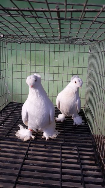  - jucatori de botosani