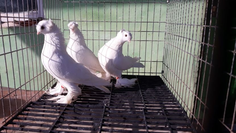  - jucatori de botosani