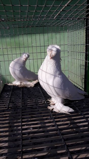  - jucatori de botosani