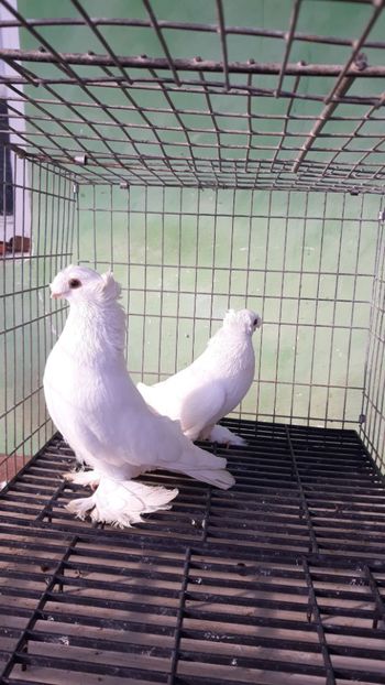  - jucatori de botosani