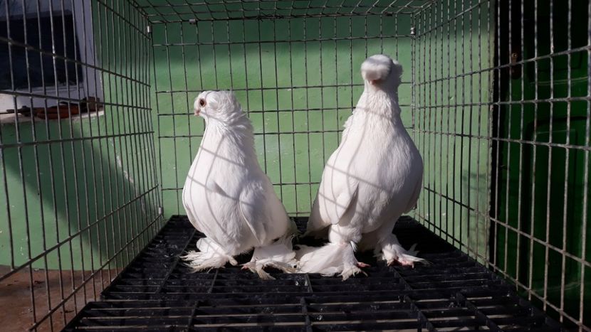  - jucatori de botosani