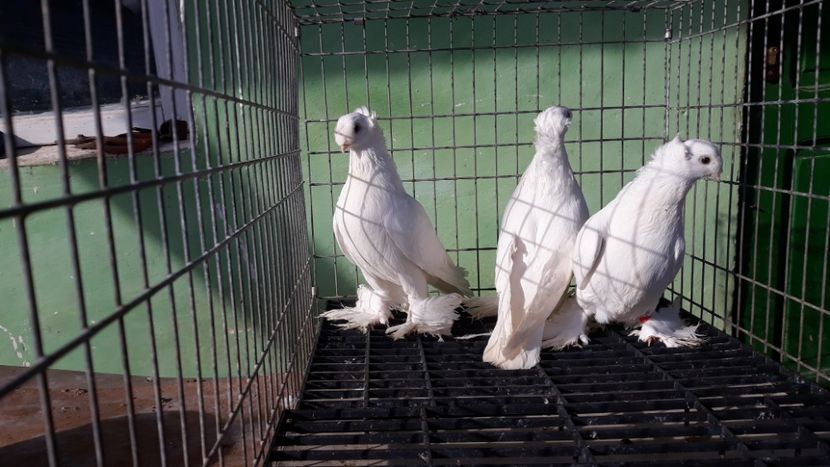  - jucatori de botosani