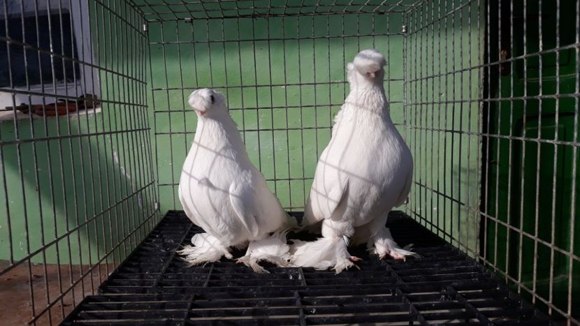  - jucatori de botosani