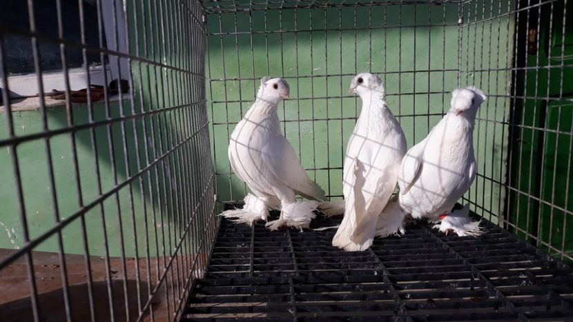  - jucatori de botosani