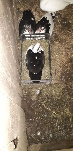  - 02 - Matca pentru 2019