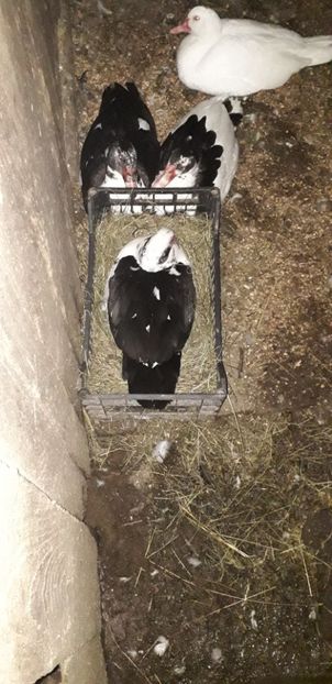  - 02 - Matca pentru 2019