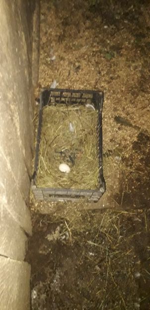  - 02 - Matca pentru 2019