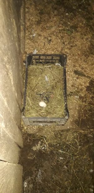  - 02 - Matca pentru 2019