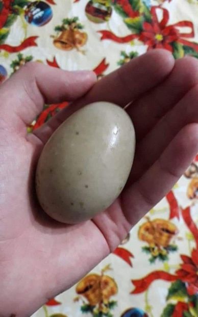 received_254380275453283 - 02 - Matca pentru 2019