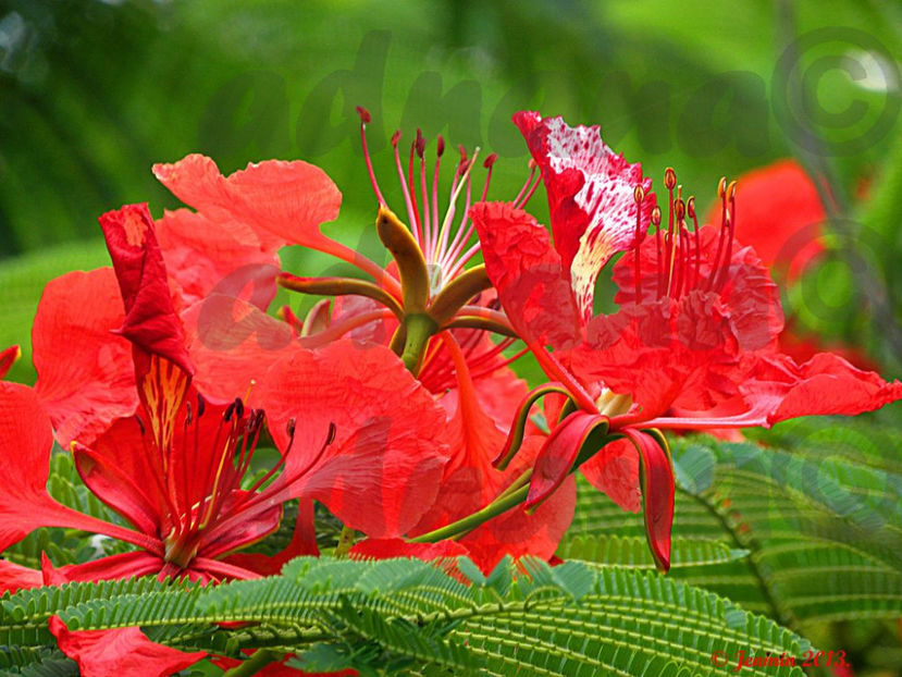  - Delonix regia - Arborele de foc