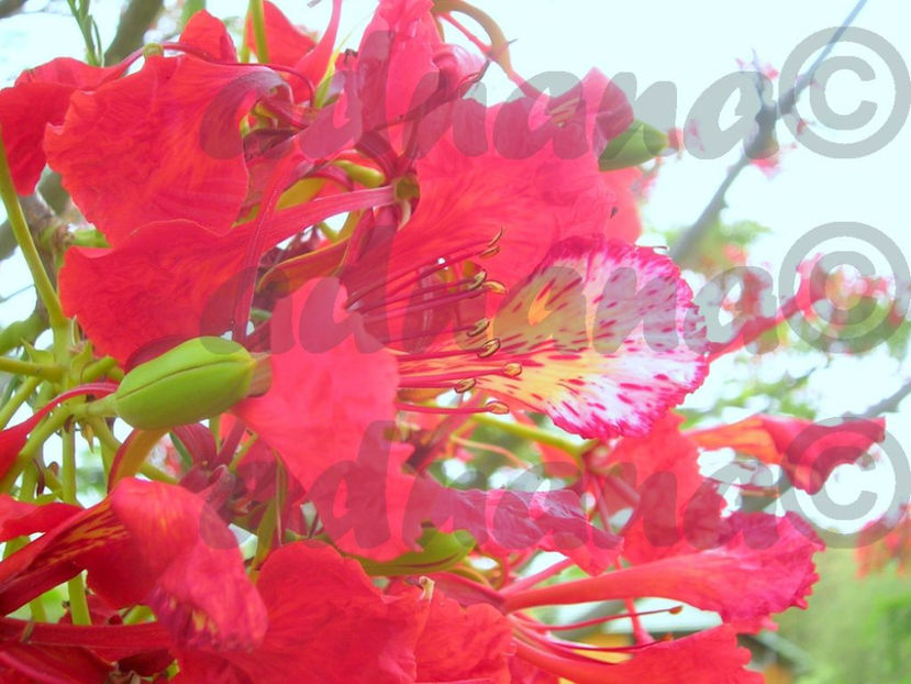  - Delonix regia - Arborele de foc