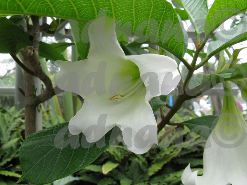  - Beaumontia Grandiflora Muantum