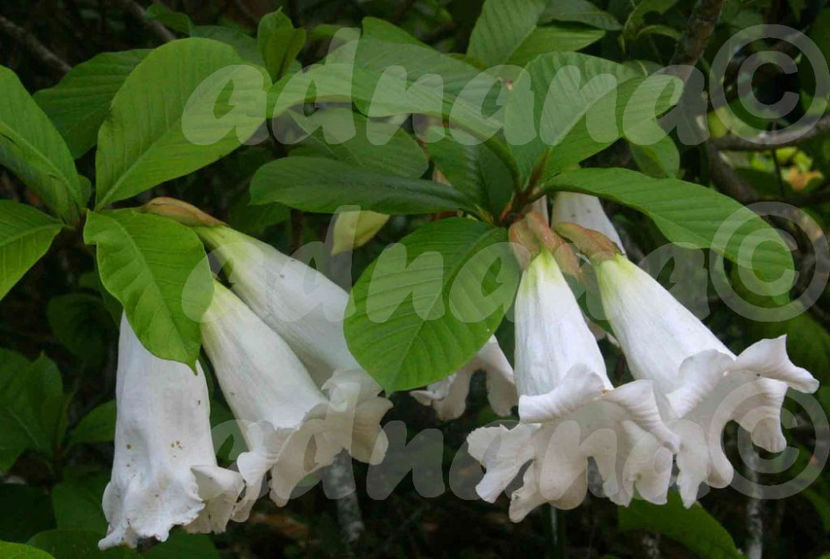  - Beaumontia Grandiflora Muantum