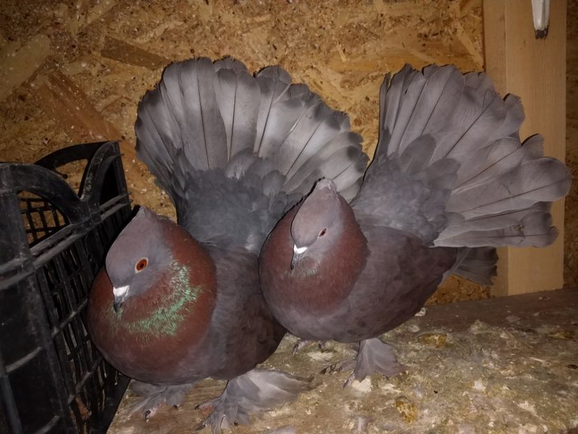 Pereche 2018 - Indieni per 4