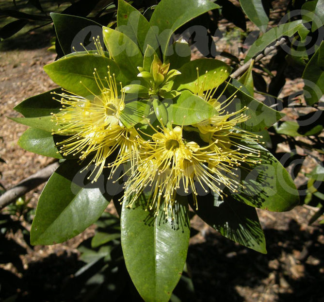  - Xanthostemon chrysanthus