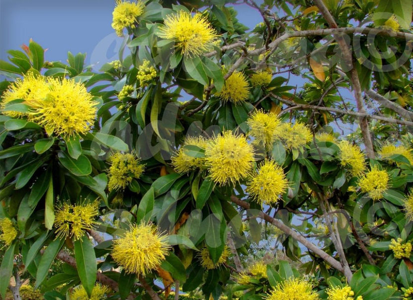  - Xanthostemon chrysanthus