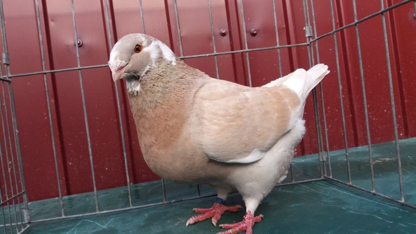 0-1 2018 - matca 2019