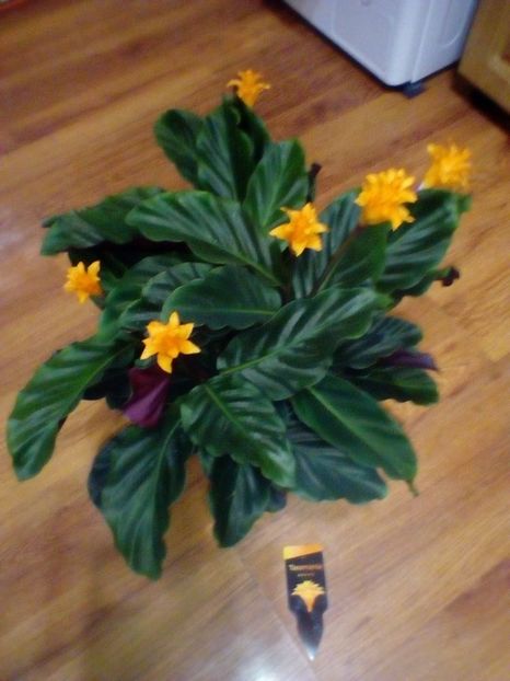  - Calathea crocata
