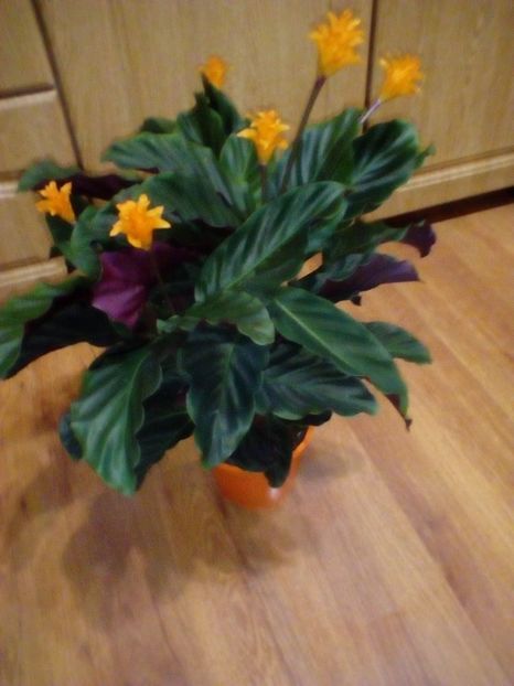  - Calathea crocata