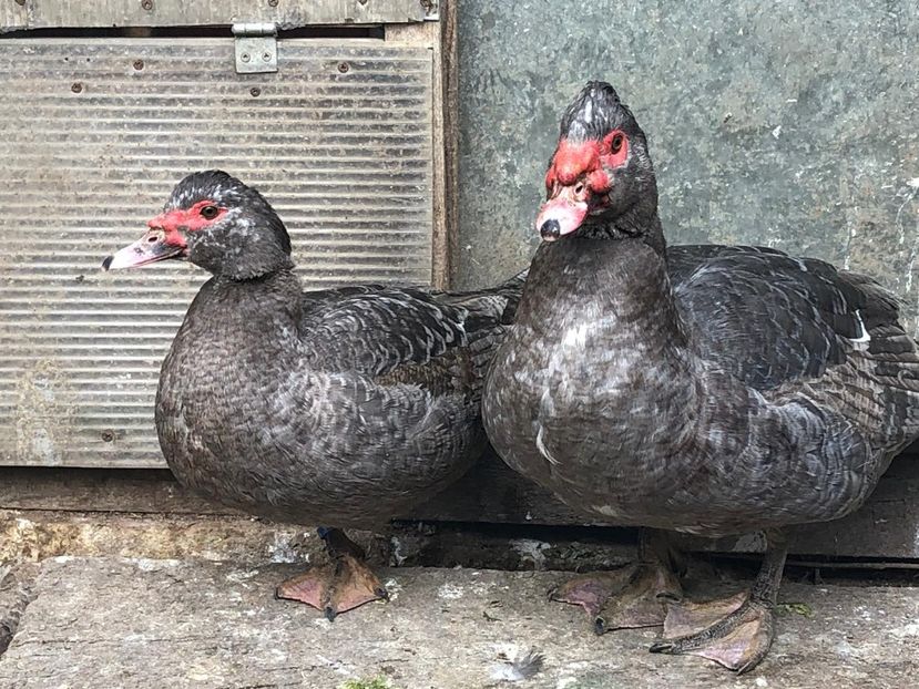 IMG-20190224-WA0038 - 0001 rate lesesti matca 2019 lot 1