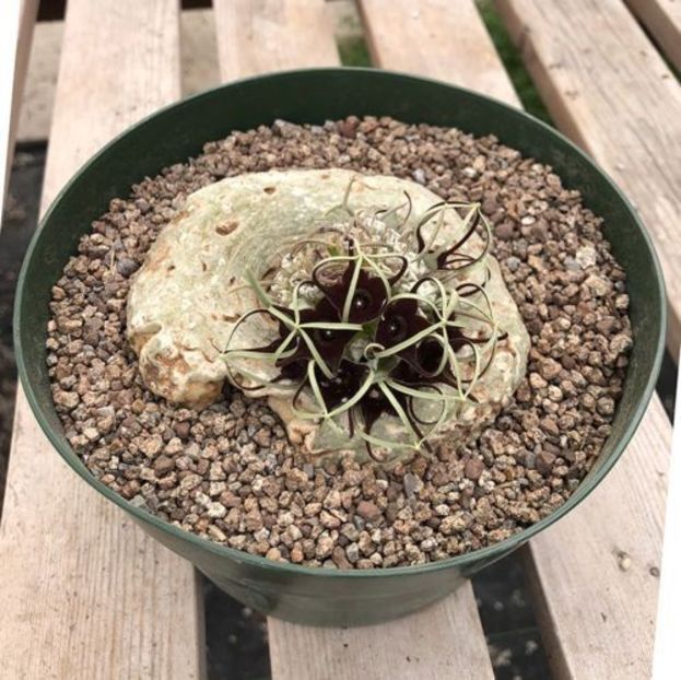 Brachystelma barberae - Whish list pentru viata urmatoare1