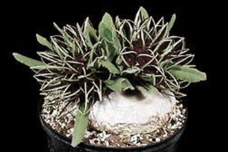 Brachystelma barberae - Whish list pentru viata urmatoare1