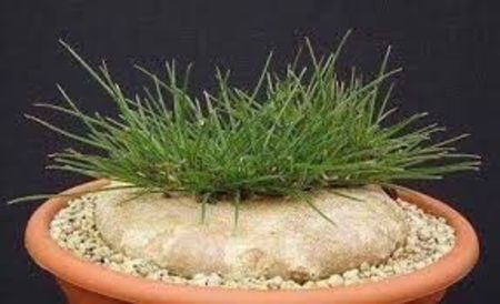 Brachystelma plocamoides - Whish list pentru viata urmatoare1