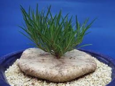 Brachystelma plocamoides - Whish list pentru viata urmatoare1