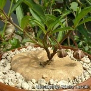 Brachystelma plocamoides - Whish list pentru viata urmatoare1