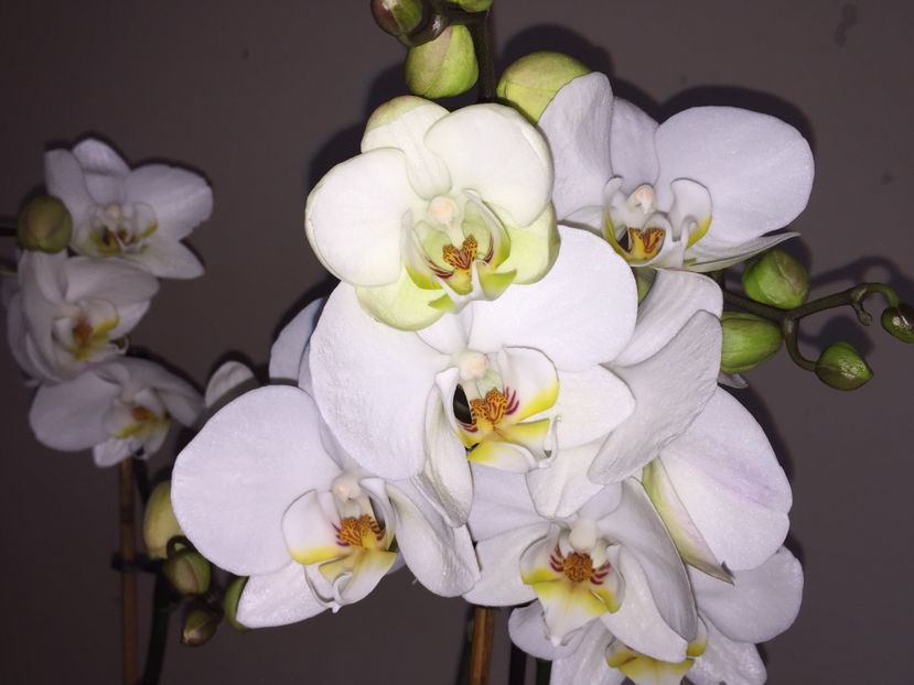 A0341CA4-354B-4EB5-B6CE-C56F9C32DBF5 - Orhidee 2019