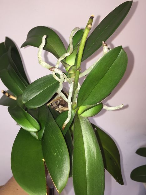 618B80DC-96F8-426C-9C4B-19B622F49BE8 - Orhidee 2019