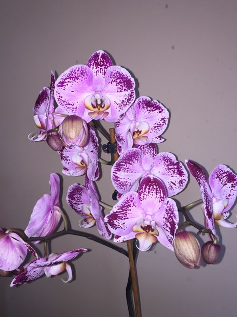 6C1737DD-BE58-4C1F-A26B-6C886E7ECC2A - Orhidee 2019