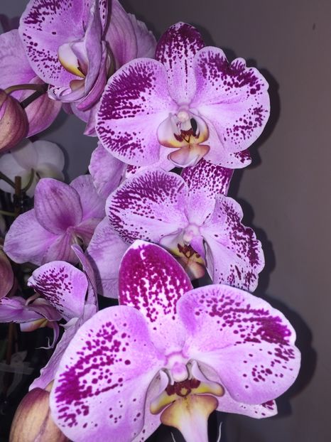 90F52F84-1024-4B40-9904-C61E6027E9E8 - Orhidee 2019