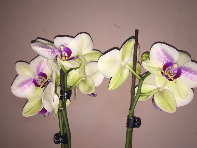 4967B5E6-7900-4CB3-9753-C4923114870B - Orhidee 2019