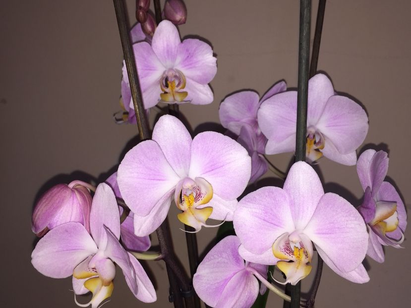 76E07603-F584-4495-B51C-32DFB84BC52A - Orhidee 2019