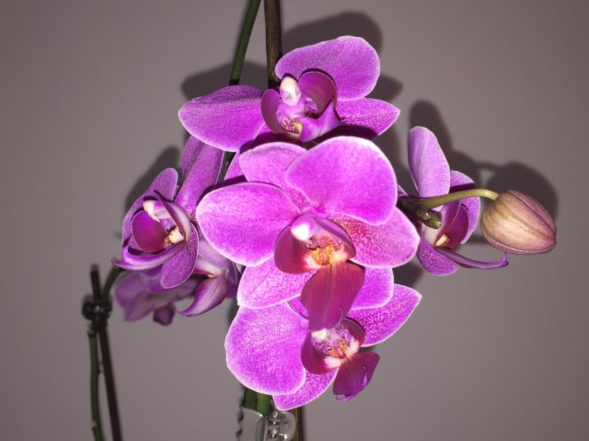 9970FFF8-24B7-46DB-9DC1-E4EBFD1275DF - Orhidee 2019