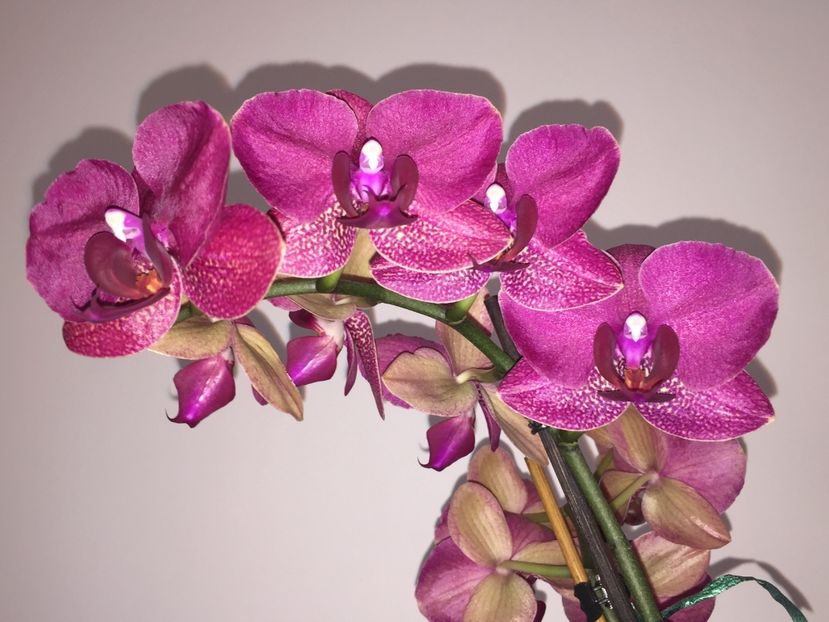 A3CB8527-D714-45E4-B856-283D8F4B3C83 - Orhidee 2019